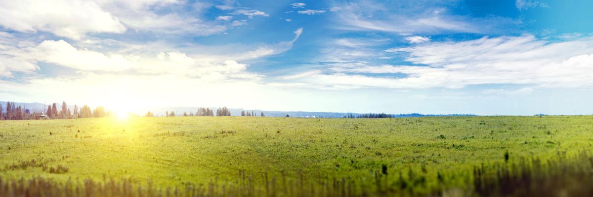 A vast green field and blue skies. 